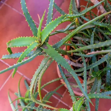 Grand - 8 Min To Center By Metro * Valensiya